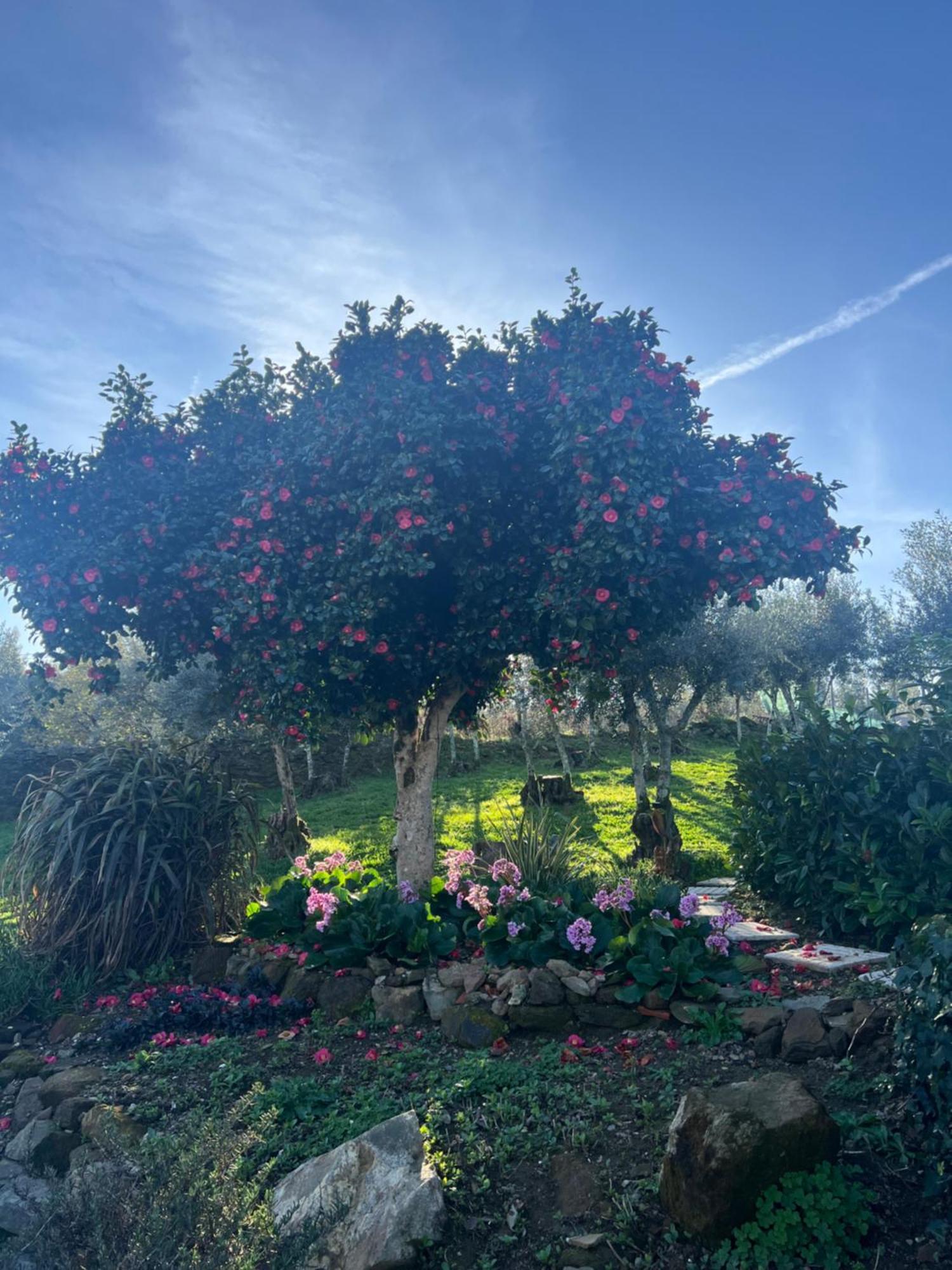Manor Meeder Villa Castanheira de Pera Bagian luar foto